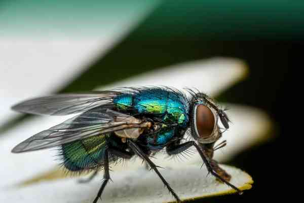 Office Fumigation